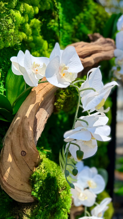 Orchid Bloom