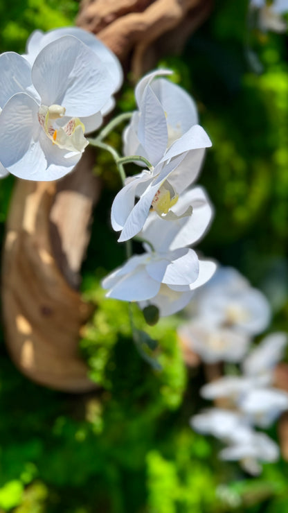 Orchid Bloom