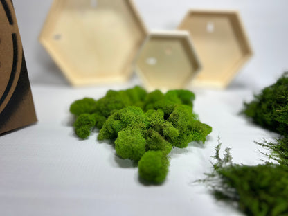 Moss Art Kits