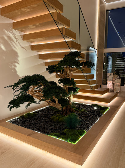 Preserved Bonsai Tree