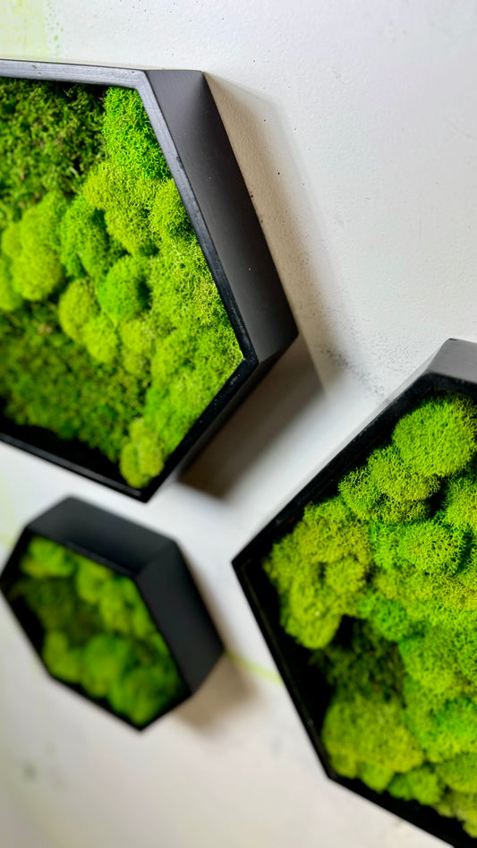 Moss Art Hexagons