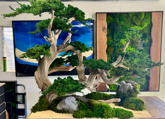 Preserved Bonsai Tree