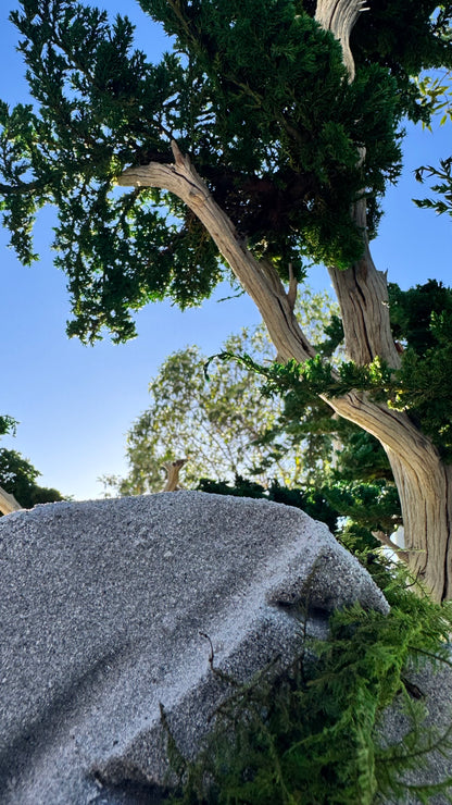 Preserved Bonsai Tree