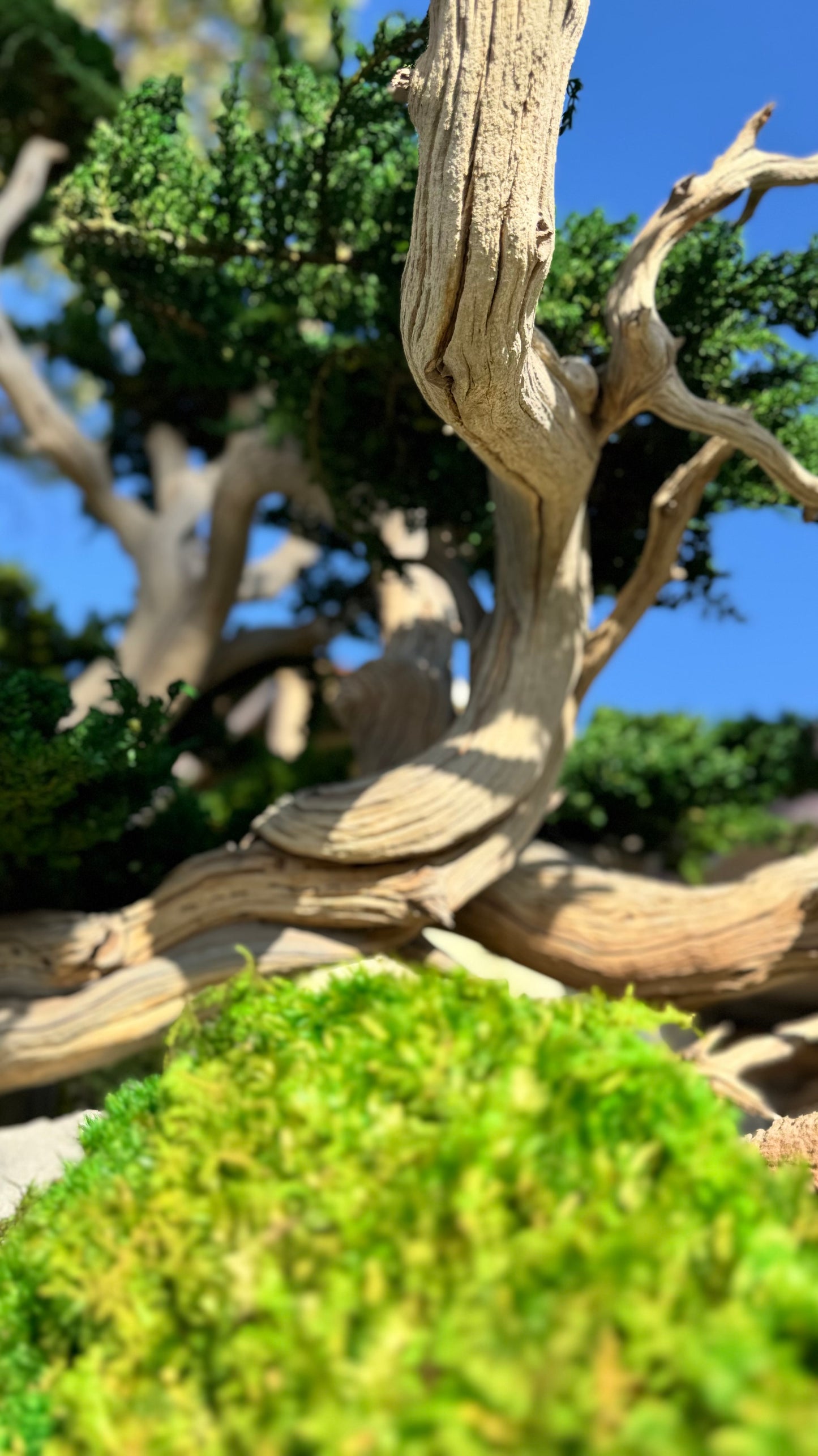 Preserved Bonsai Tree