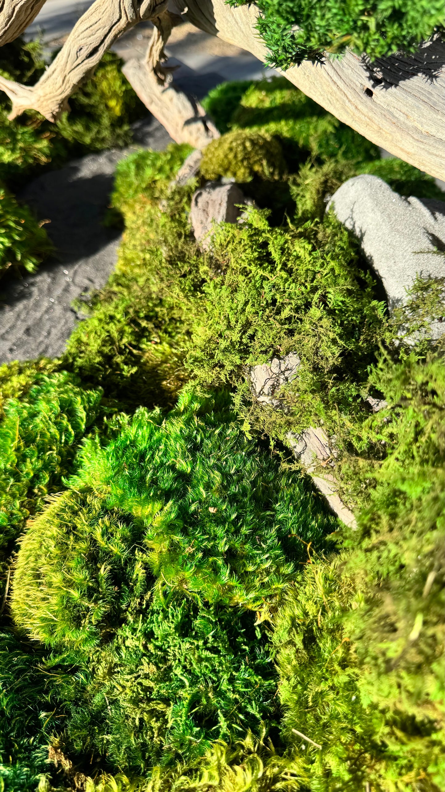 Preserved Bonsai Tree