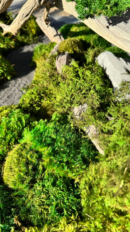 Preserved Bonsai Tree