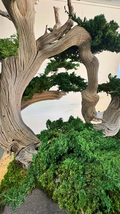 Preserved Bonsai Tree