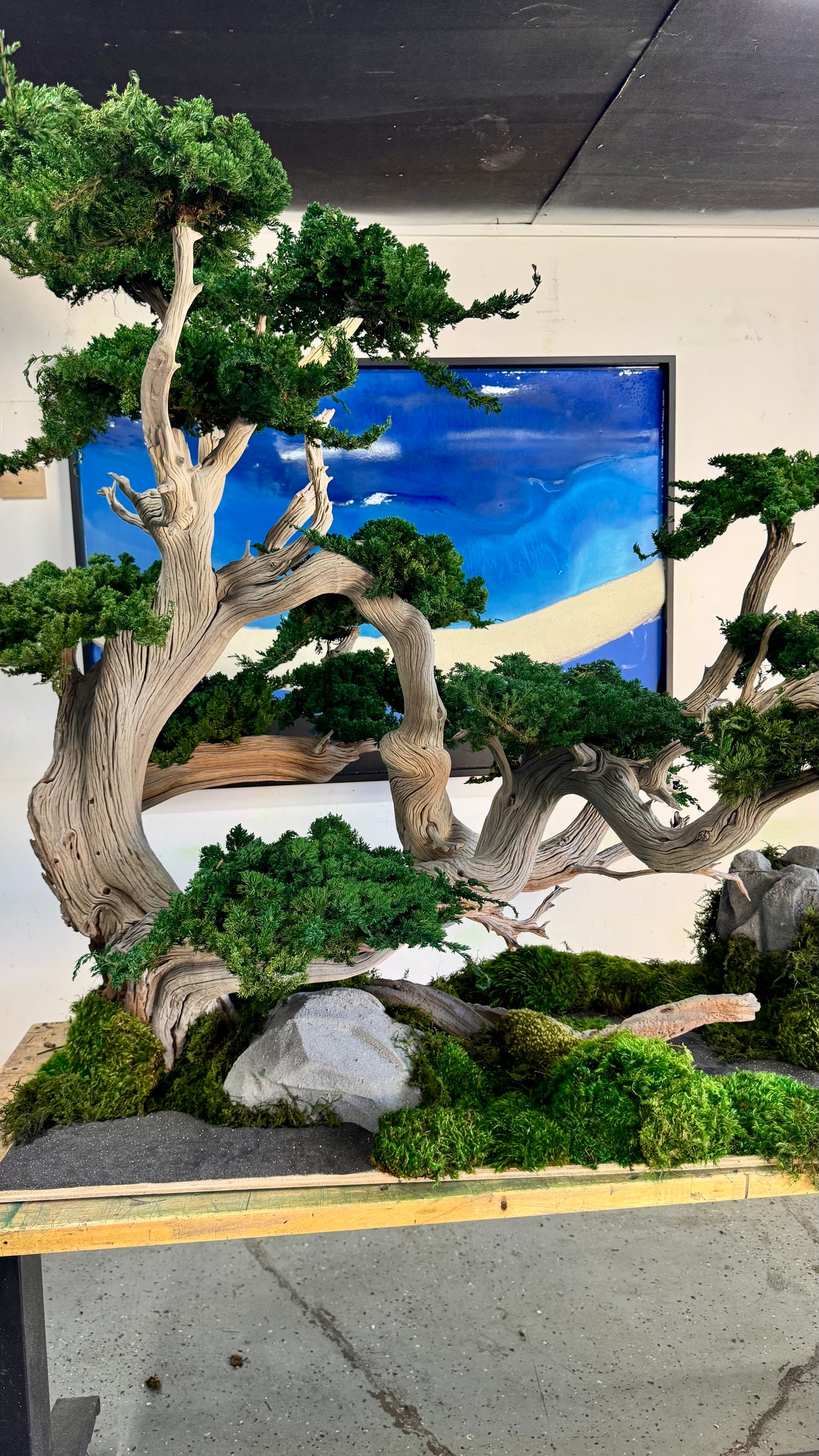Preserved Bonsai Tree