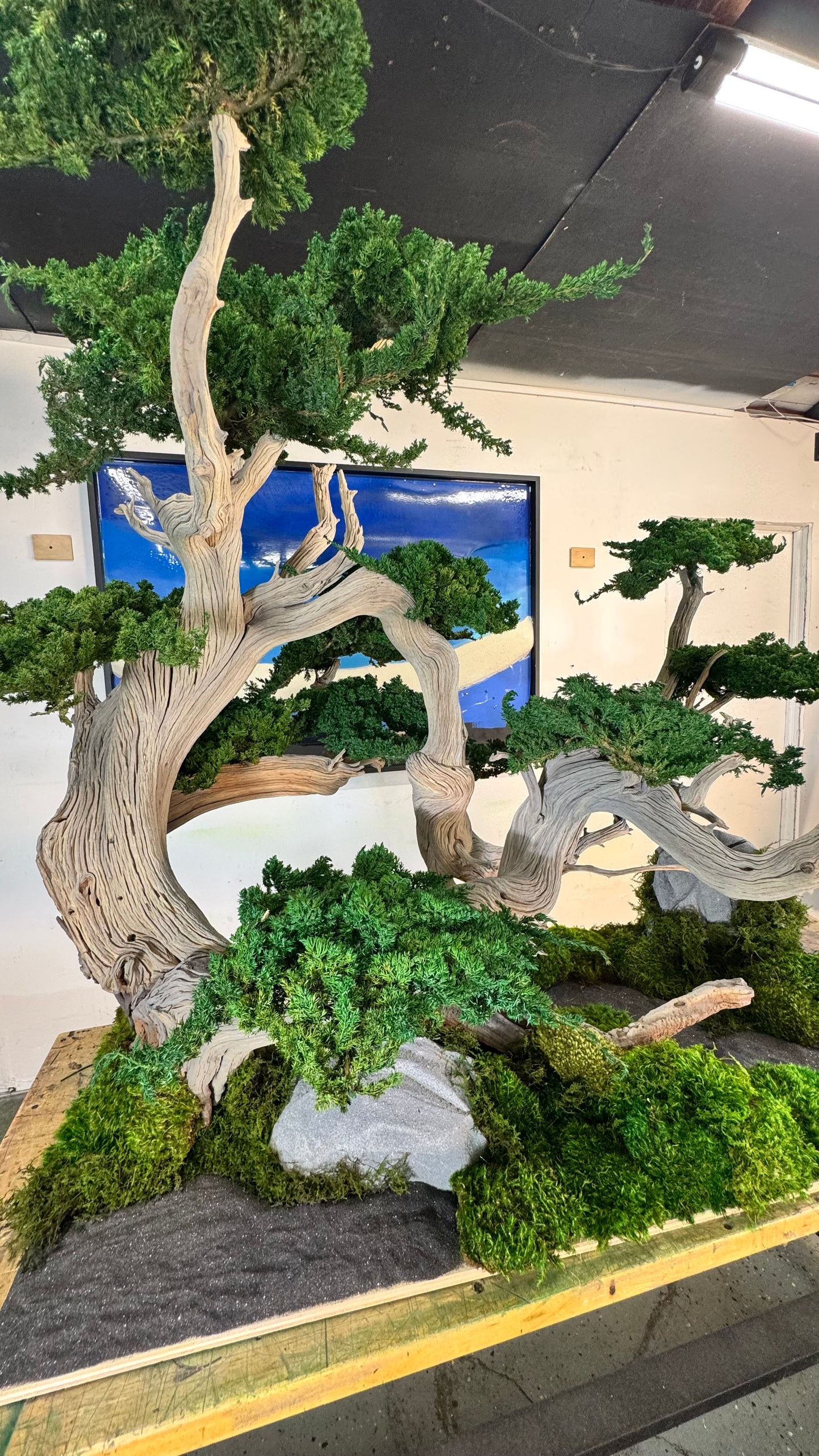Preserved Bonsai Tree