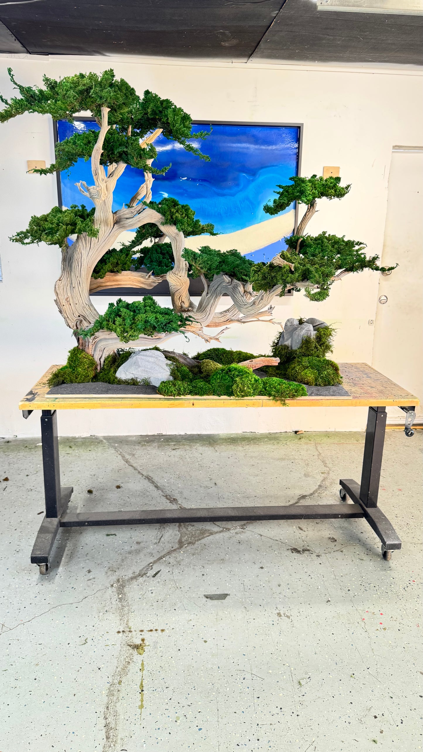 Preserved Bonsai Tree