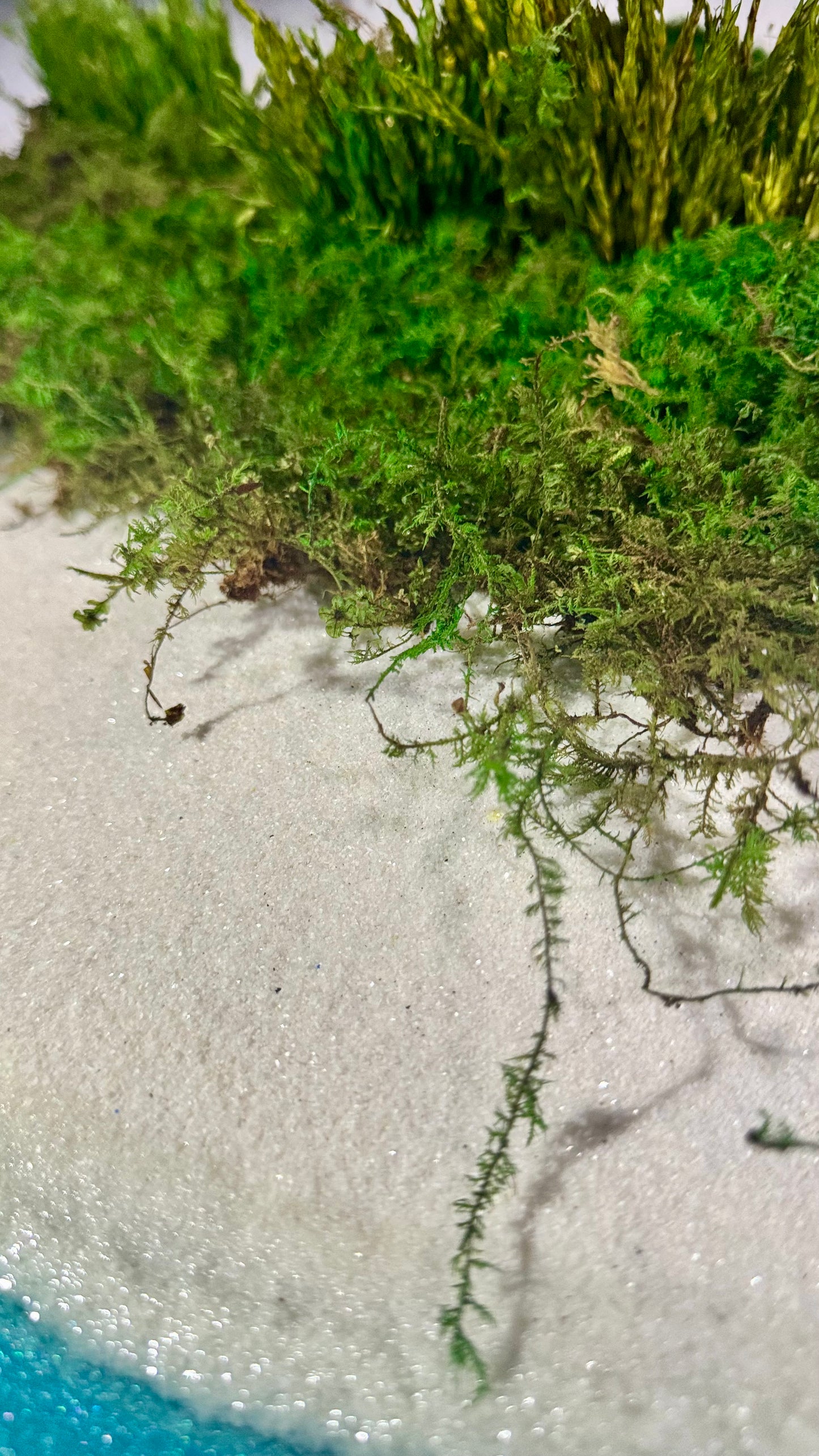 The Beach Meadows