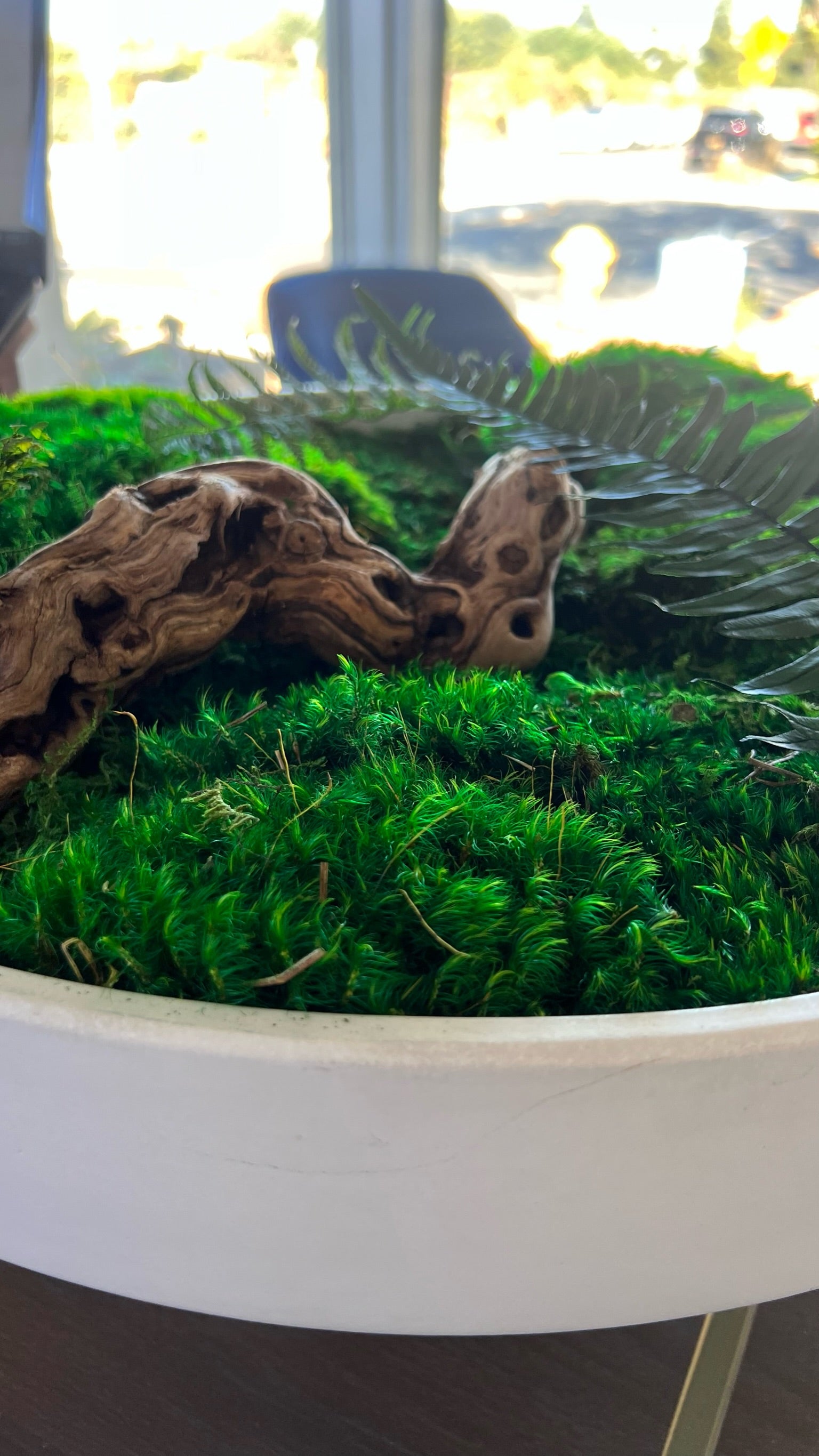 Moss Bowl Centerpiece – MossArtInstallations