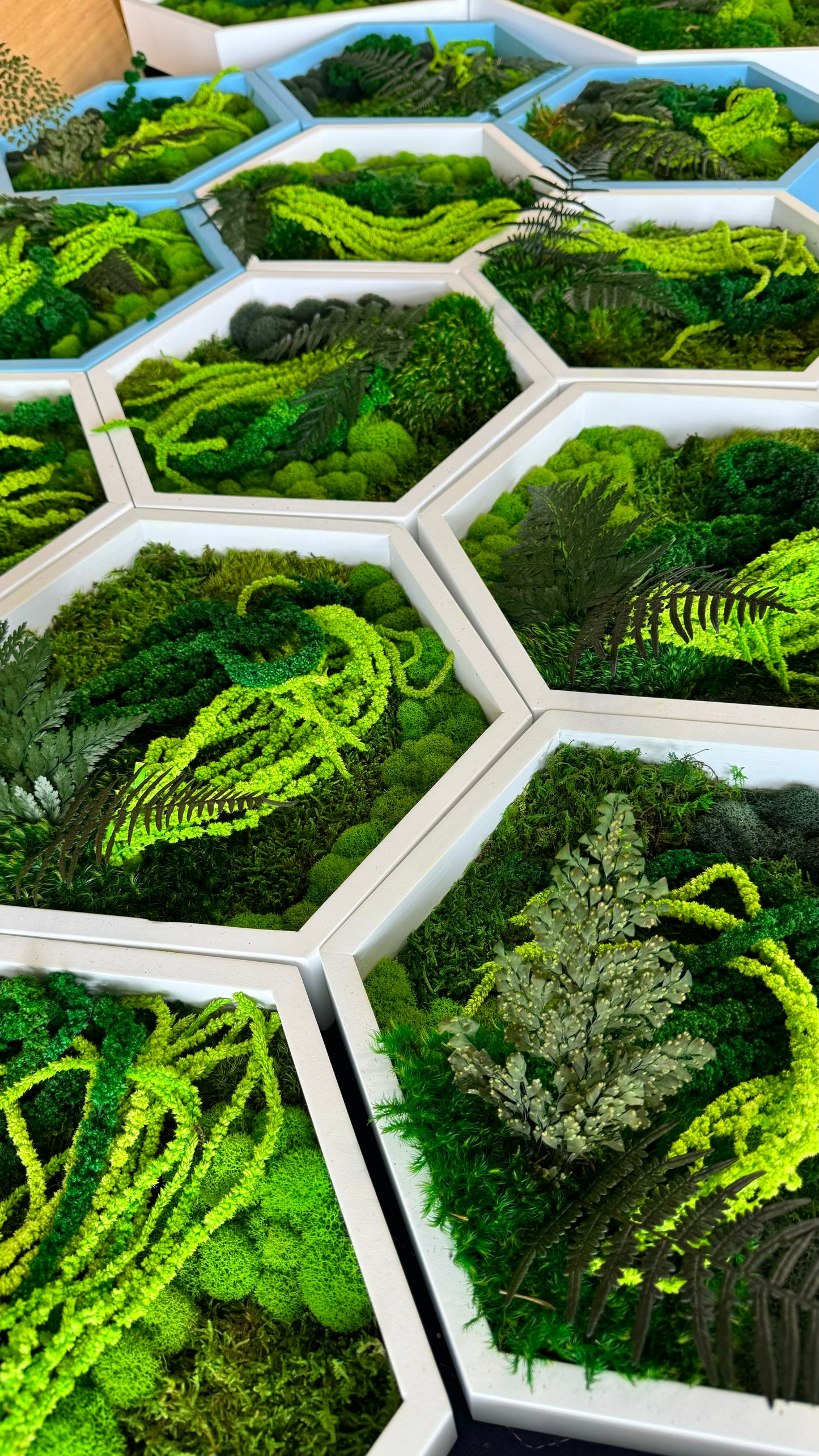 Hexagon Botanical Garden Moss Wall Art by Moss Art Installations