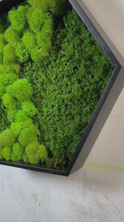 Moss Art Hexagons