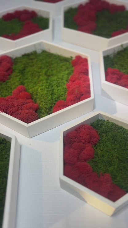 Moss Art Hexagons