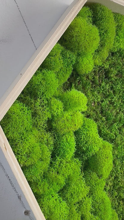 Moss Art Hexagons