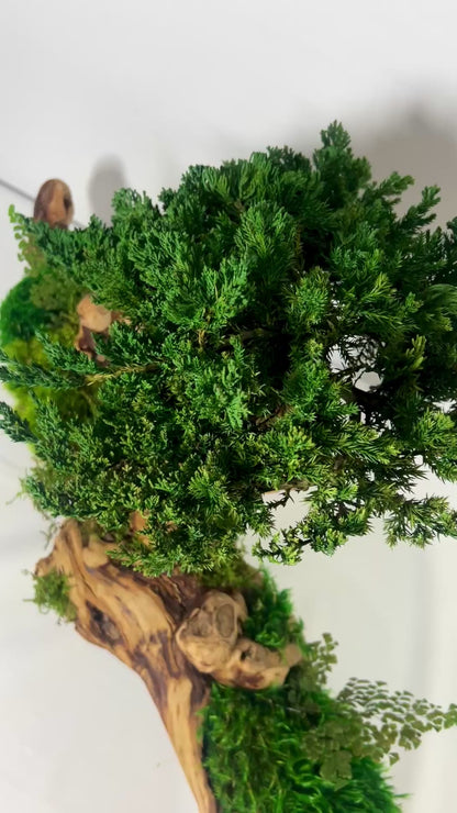 Twisted Grape Wood Bonsai Tree