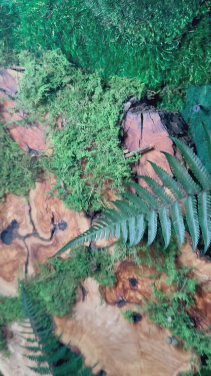 The Overgrown Forest