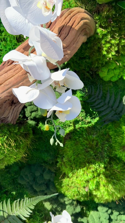 Orchid Bloom